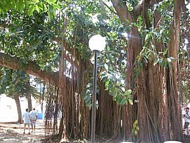 Una ceiba enorme